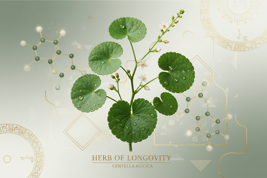 Gotu Kola: The 'Herb of Longevity' for Your Face